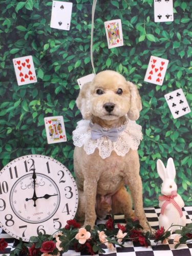 20250422アルトくん